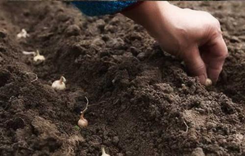 Как сажать лук под зиму и, чтобы был крупный. Преимущества и недостатки осенней посадки лука