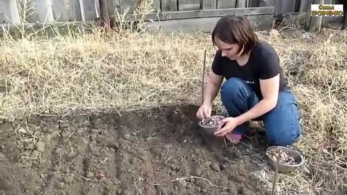 Как сажать чеснок зубчиками. Как сажать чеснок весной
