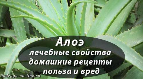 Алоэ рецепты. Алоэ лечебные свойства домашние рецепты польза и вред. Столетник для здоровья и красоты.