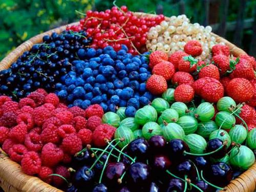 Какие ягоды полезны для сердца и сосудов. Ягоды полезные для сердца