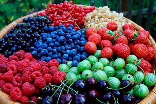 Ягоды для сердца дерево. Стало известно какие ягоды самые полезные для сердца