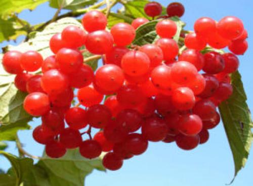 Полезные ягоды для сердца. Какие ягоды полезны для сердца?