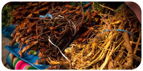 Сбор корней одуванчика лопуха и пырея. Корни пырея, лопуха и одуванчика для лечения