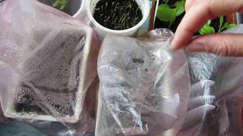 Выращивание клубники из семян в домашних условиях. Технология  посева  