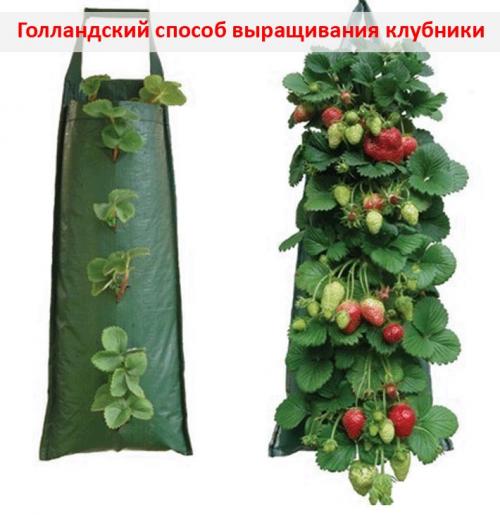 Выращивание клубники в теплице. Теплица для клубники