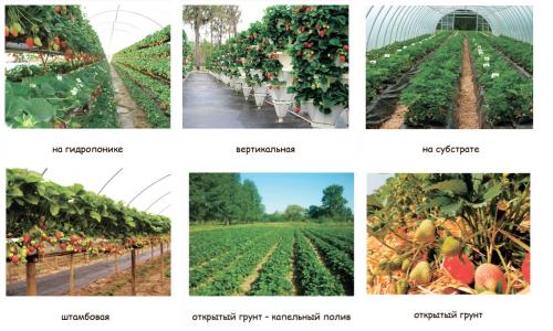 Выращивание клубники в теплице. Теплица для клубники