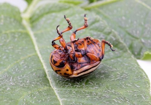 Лайфхак для дачников. ТОП 10 лайфхаков для огорода и сада: хорошего урожая!