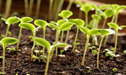 Лайфхак для дачников. ТОП 10 лайфхаков для огорода и сада: хорошего урожая!