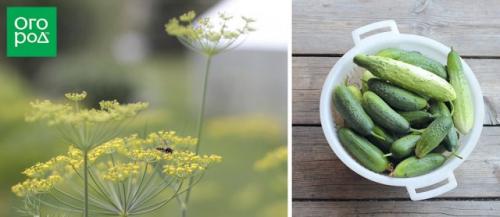 10 советов огороднику. Личный опыт: 10 советов начинающим огородникам