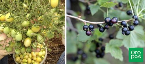 10 советов огороднику. Личный опыт: 10 советов начинающим огородникам