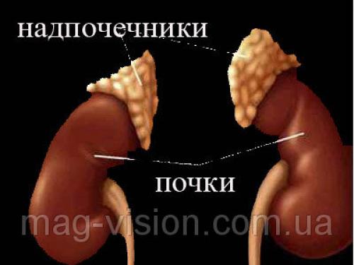 Бады для коры надпочечников. Что надо знать о надпочечниках