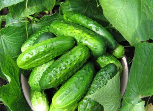 Лайфхак для дачников. ТОП 10 лайфхаков для огорода и сада: хорошего урожая!