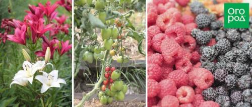 10 советов огороднику. Личный опыт: 10 советов начинающим огородникам