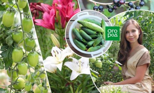 10 советов огороднику. Личный опыт: 10 советов начинающим огородникам