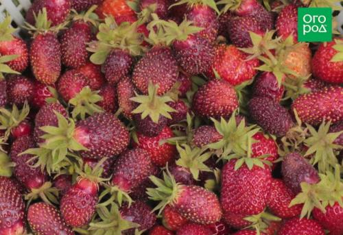 10 советов огороднику. Личный опыт: 10 советов начинающим огородникам