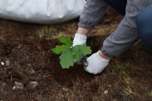 Как вырастить дуб из черенка. Из веточки (черенка)