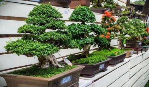 Как вырастить дуб бонсай. Бонсай из дуба, выращенный семенным способом