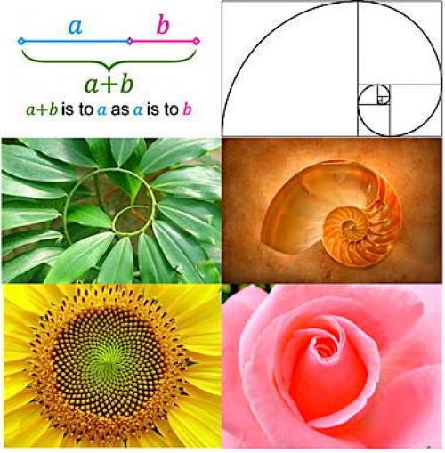 Как эти пропорции соотносятся с современными стандартами красоты. Идеальные пропорции лица и золотое сечение