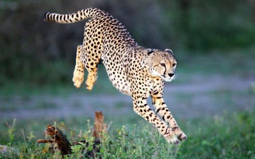 Гепард скорость до 100. Внешний вид и особенности