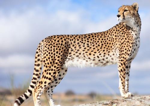 Гепард скорость до 100. Внешний вид и особенности