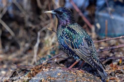 Птицы в городе. Наиболее распространенные городские птицы (часть 1)