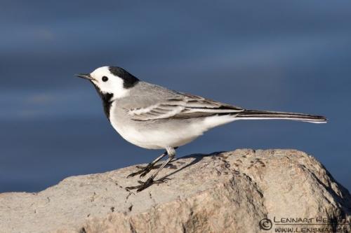 Птицы в городе. Наиболее распространенные городские птицы (часть 1)