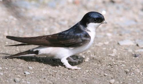 Птицы в городе. Наиболее распространенные городские птицы (часть 1)