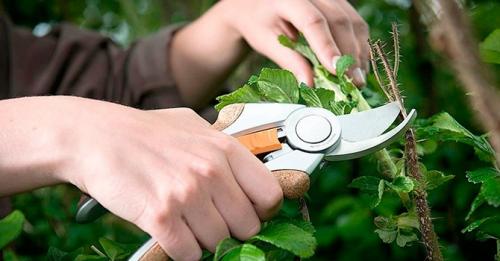 Как выбрать оптимальный инструмент для высадки растений и ухода за садом. Какие садовые инструменты нужны каждому огороднику