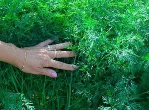 Не у всех укроп растёт как сорняк, в огромных количествах.  