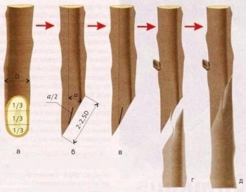 Как привить на одну яблоню несколько сортов. 03 Как привить на одну яблоню несколько сортов. 03