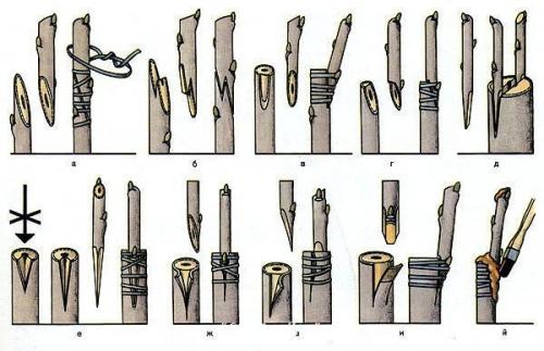 Что садоводу нужно знать о прививке: 01