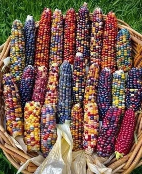 Glass Gem. Этo cпециально вывeденный сopт кукурузы с разноцветными зёрнами. 02