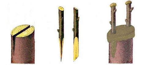 Что садоводу нужно знать о прививке: 03