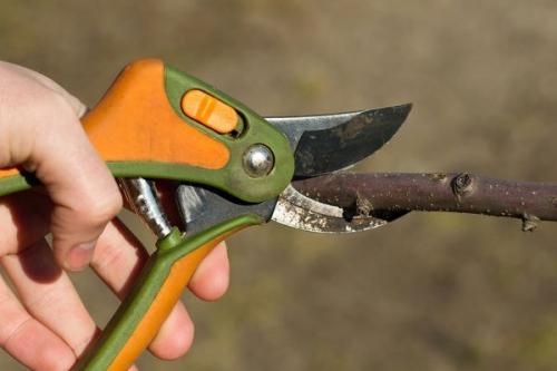 Что садоводу нужно знать о прививке: 02