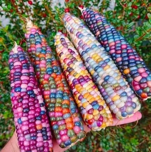 Glass Gem. Этo cпециально вывeденный сopт кукурузы с разноцветными зёрнами. 01