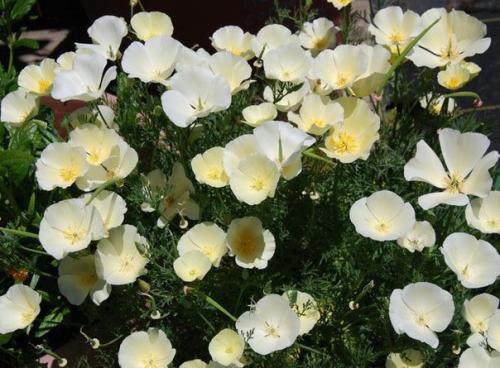 Эшольция - бабочки в цветнике. 03