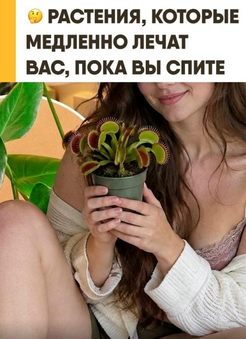 Три растения для спальни работают по-разному, и только одно подтверждено наукой. 
