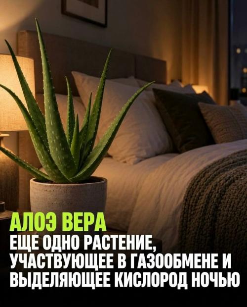 Три растения для спальни работают по-разному, и только одно подтверждено наукой. 05