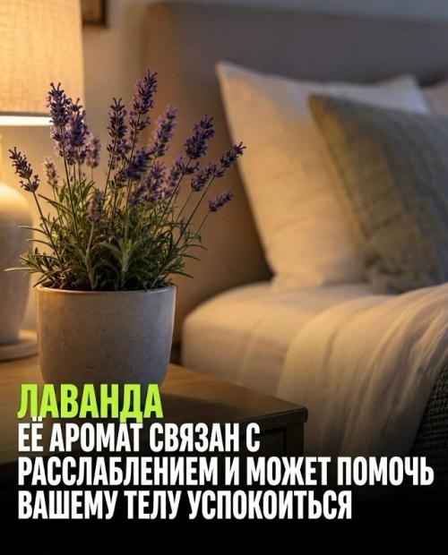 Три растения для спальни работают по-разному, и только одно подтверждено наукой. 02