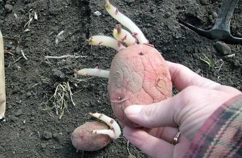 9 советов по выращиванию картофеля. 03 9 советов по выращиванию картофеля. 03