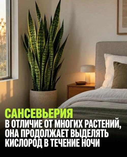 Три растения для спальни работают по-разному, и только одно подтверждено наукой. 03