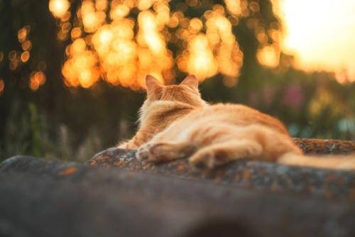 Снято на Canon 800d + Helios 44 М - 7. 03