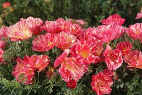 Эшольция - бабочки в цветнике. 04