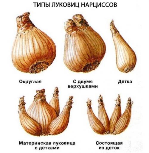Нарциссы: мы раскрываем секреты обильного цветения. 01 Нарциссы: мы раскрываем секреты обильного цветения. 01