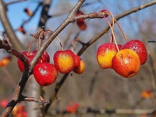 Подготовка плодовых деревьев к зиме. 03 Подготовка плодовых деревьев к зиме. 03
