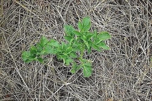 9 советов по выращиванию картофеля. 01 9 советов по выращиванию картофеля. 01