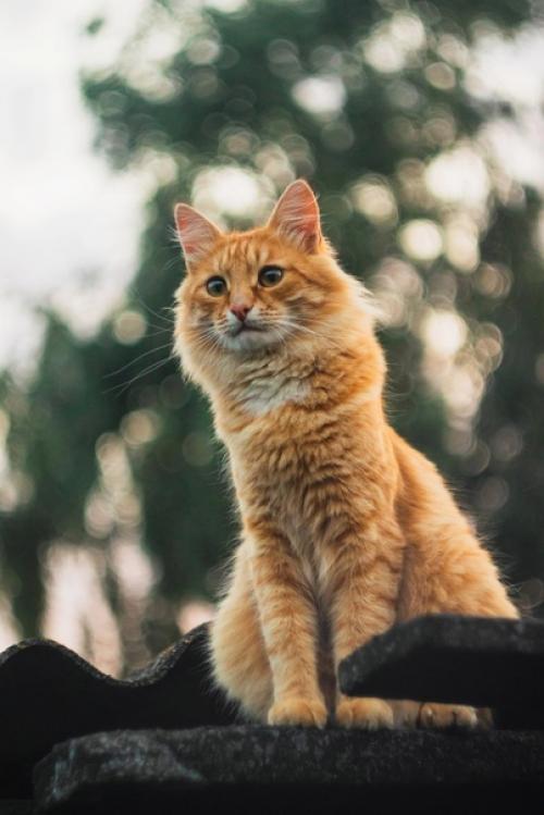 Снято на Canon 800d + Helios 44 М - 7. 02