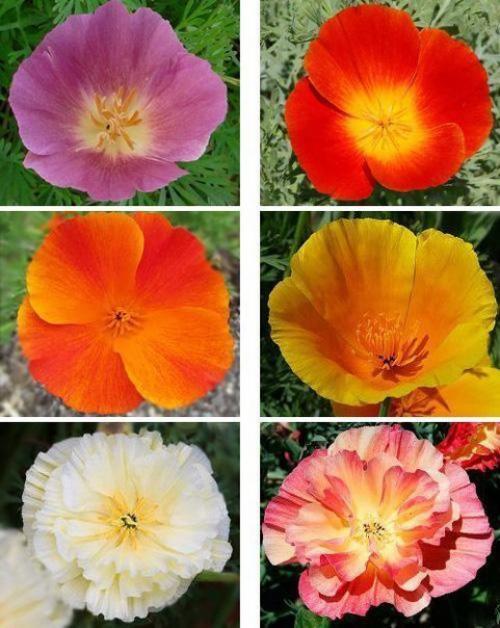 Эшольция - бабочки в цветнике. 01