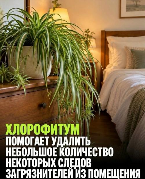 Три растения для спальни работают по-разному, и только одно подтверждено наукой. 04