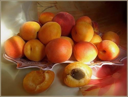 Мы выращиваем абрикос из косточки. 02